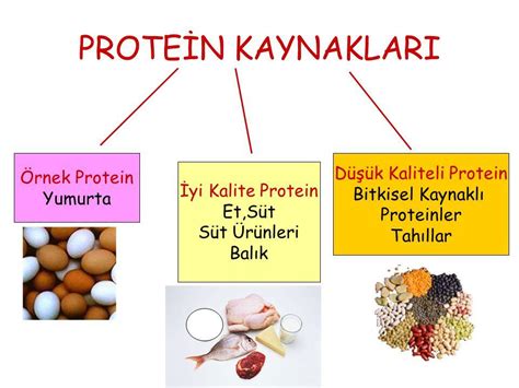insanlar için proteinin önemi nedir
